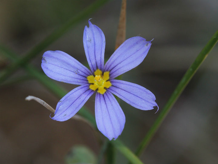Mountain Blue-eyed Grass